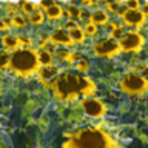 Meet your Posher, Kacy